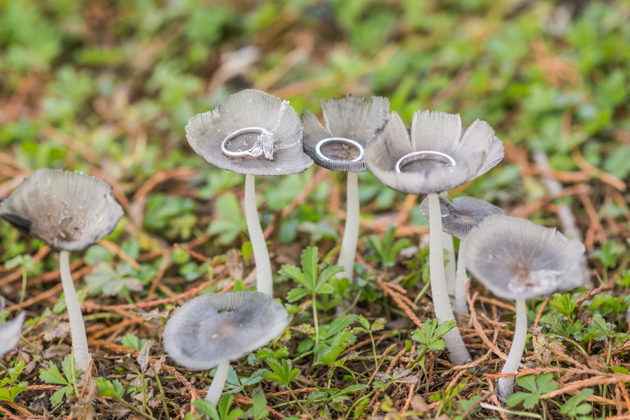 Mariage Au Parc Des Eaux Vives à Genève Photo : Julie Rheme